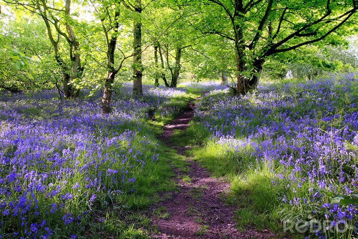 Poster Violette Wiese