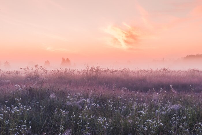 Poster Violette Wiese