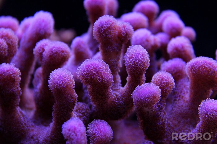 Poster Violettes Korallenriff aus der Nähe