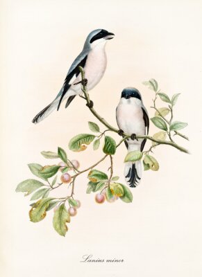 Poster Vögel auf einem Ast