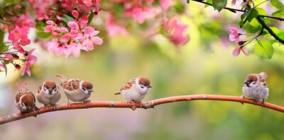 Poster Vögel auf einem Zweig im Frühling
