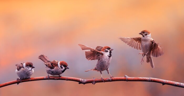 Poster Vögel auf orangem Hintergrund