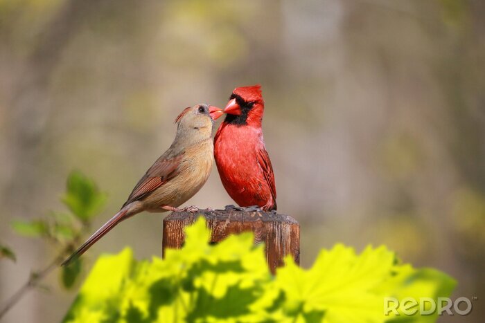 Poster Vögel füttern sich gegenseitig