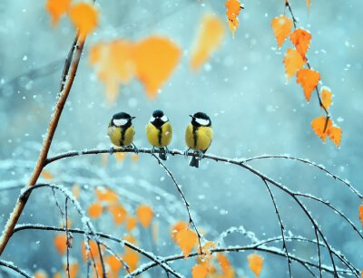 Poster Vögel im Winter