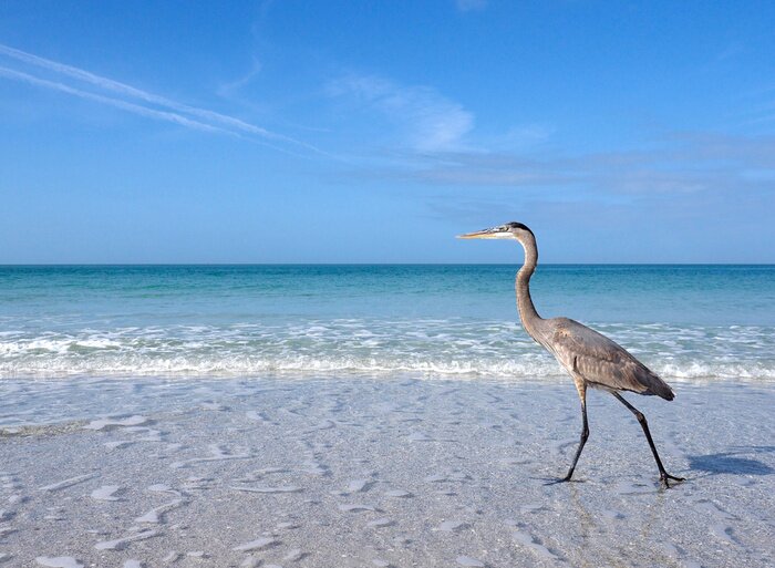 Poster Vogel am Strand