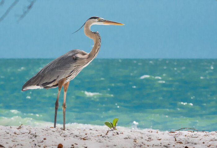 Poster Vogel am Strand in der Sonne