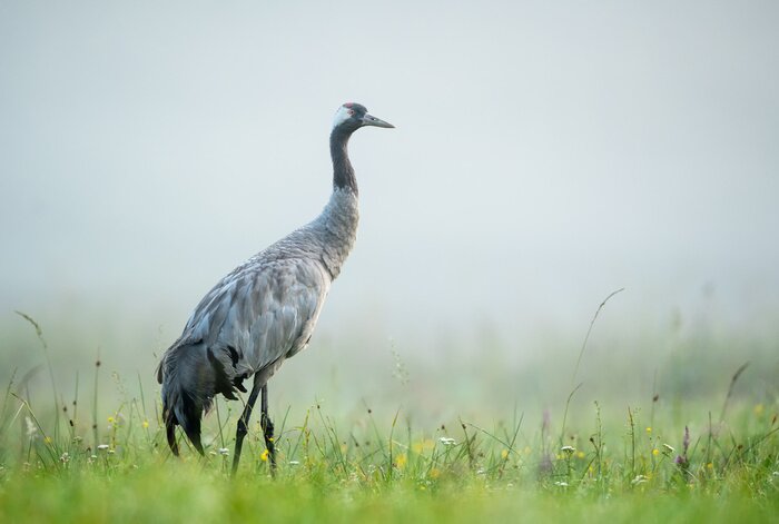 Poster Vogel auf der Wiese
