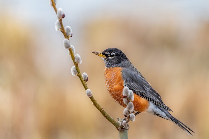 Poster Vogel auf einem Zweig eines Weidenkätzchens