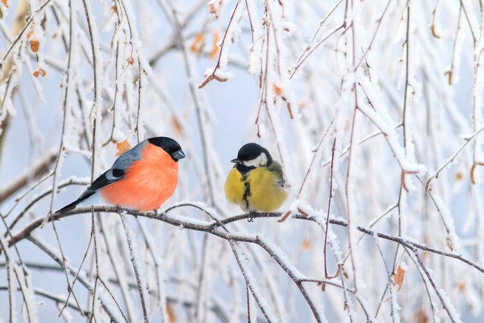 Poster Vogel auf einem Zweig im Winter