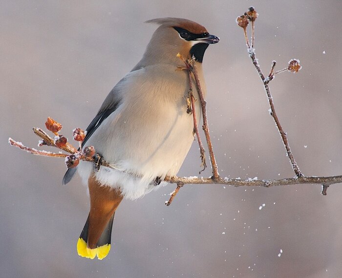 Poster Vogel auf einem Zweig im Winter