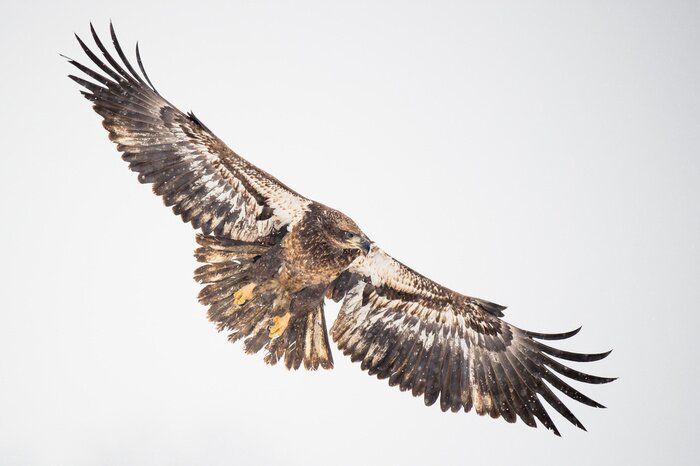 Poster Vogel fliegender Adler