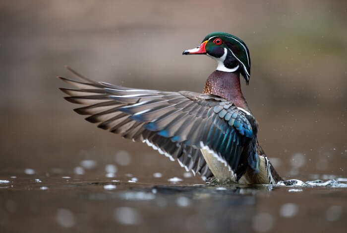 Poster Vogel Gans auf Wasser