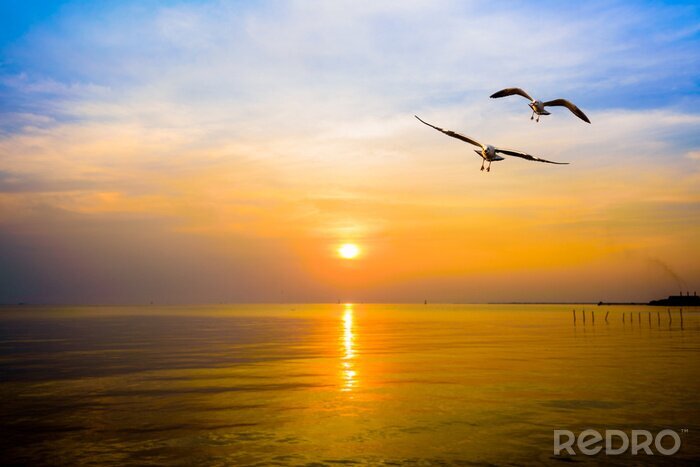 Poster Vogel im Sonnenuntergang
