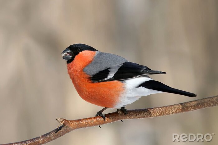 Poster Vogel mit orangefarbenem Bauch