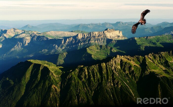 Poster Vogel über den Alpen
