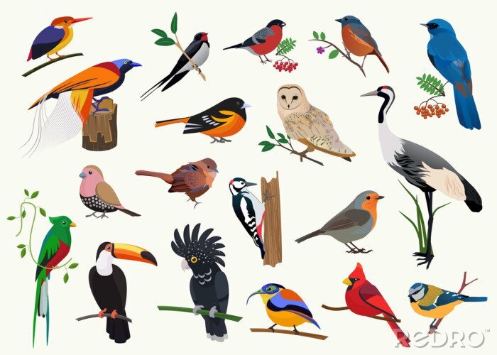 Poster Vogelarten