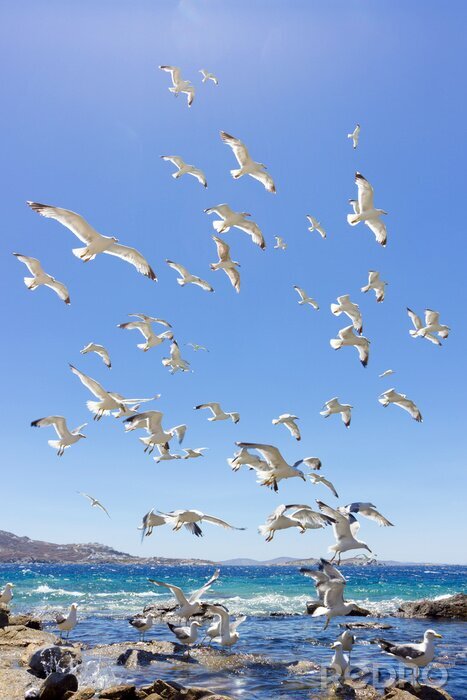 Poster Vogelschwarm im Flug