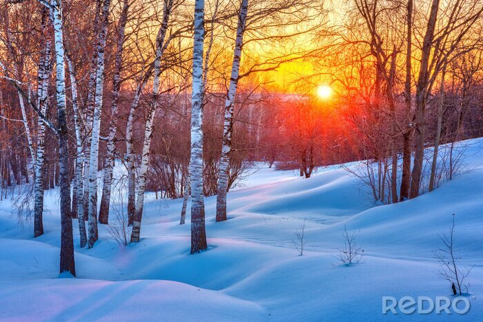 Poster Von der untergehenden Sonne beleuchtete Winterbirken