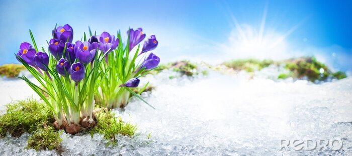 Poster Vorboten des Frühlings Krokusse im Schnee