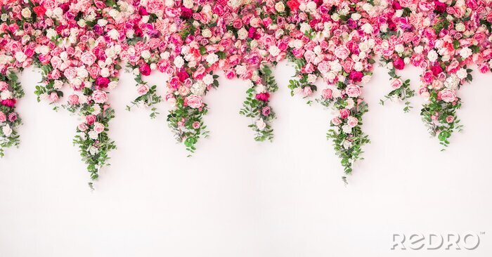 Poster Vorhang aus rosa und weißen Rosen