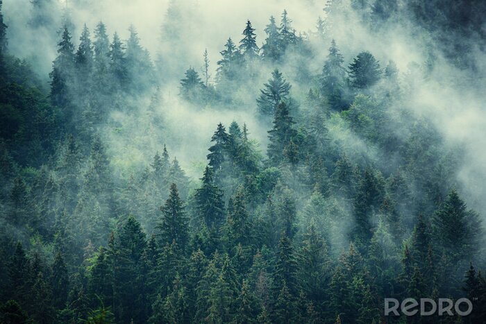 Poster Wald am hügel