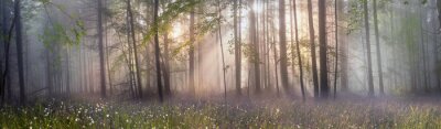 Wald am Morgengrauen