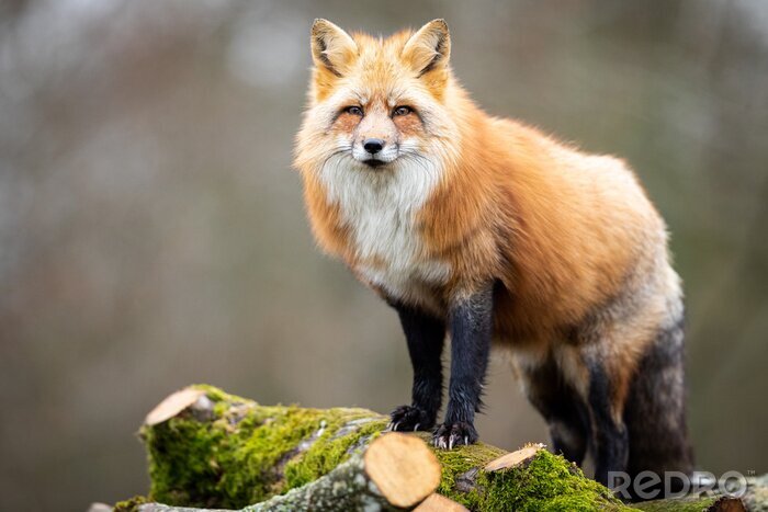 Poster Wald Fuchs flaumiger