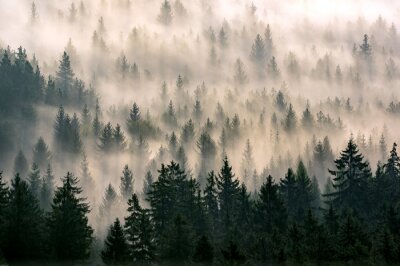 Wald hinter dem nebel
