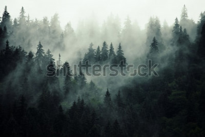Poster Wald im Herbstnebel