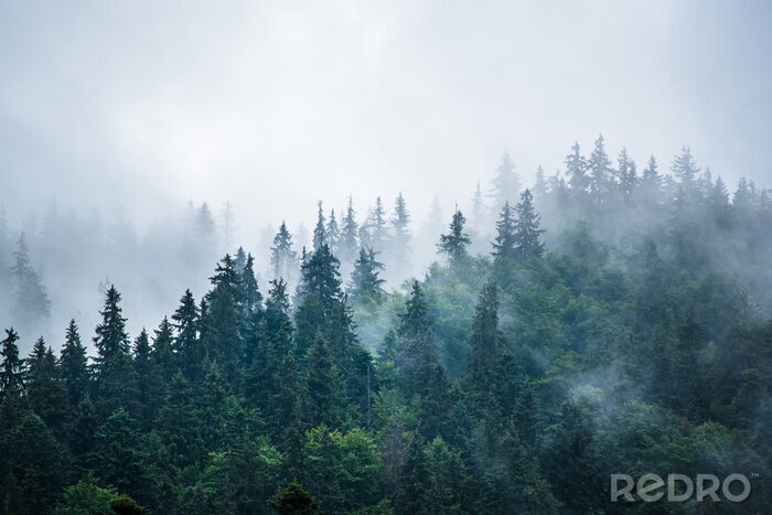 Poster Wald Nebel aus der Luft gesehen