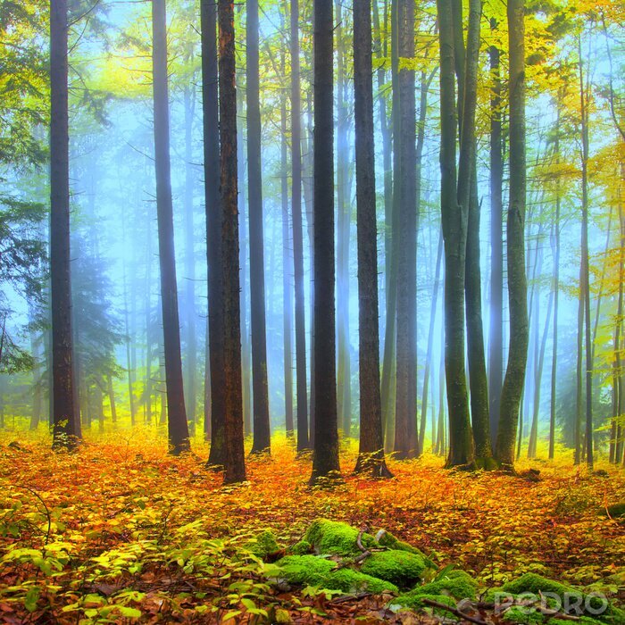 Poster Wald Nebel und Herbstfarben