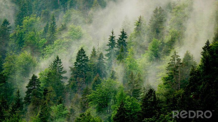 Poster Wald und grüne Bäume von Nebel umhüllt