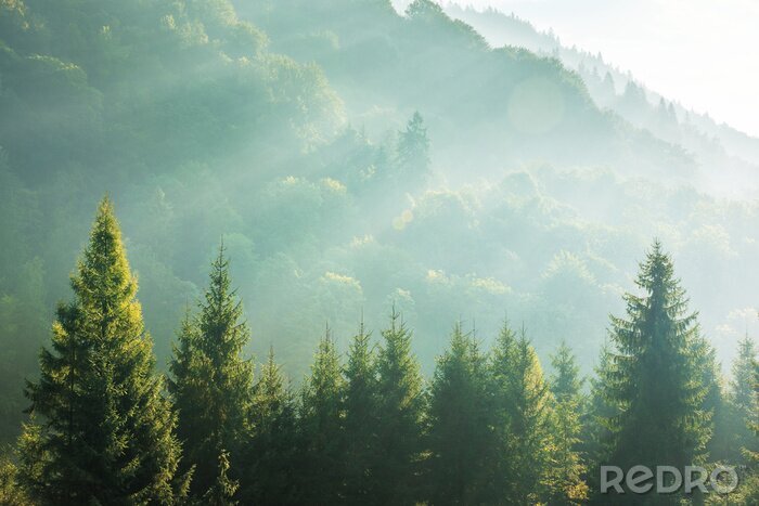 Poster Waldbaumspitzen