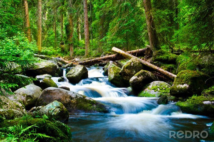 Poster Waldlandschaft mit einem Bach