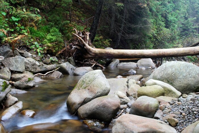 Poster Waldlandschaft mit einem Bach