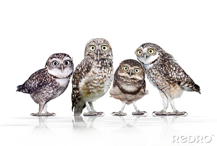 Poster Waldtiere vier neugierige Eulen