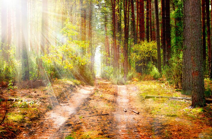 Poster Waldweg im Herbst