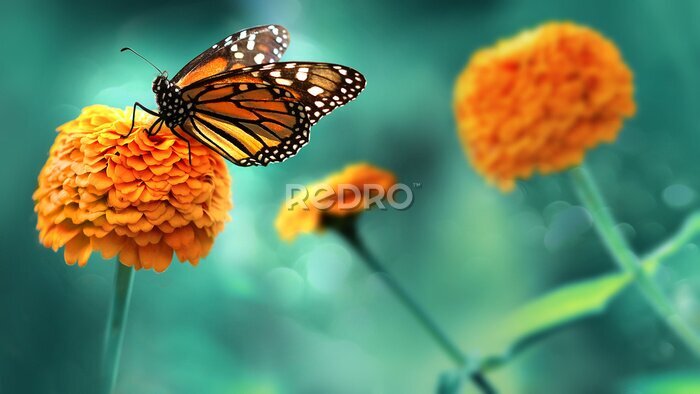 Poster Wanderfalter Schmetterling auf einer orangefarbenen Blume