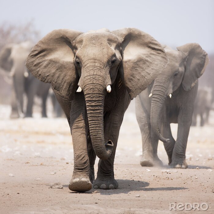 Poster wandernde Elefantenherde
