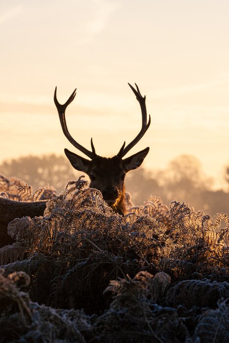 Poster Wandernder Hirsch im Winter in einem Londoner Park