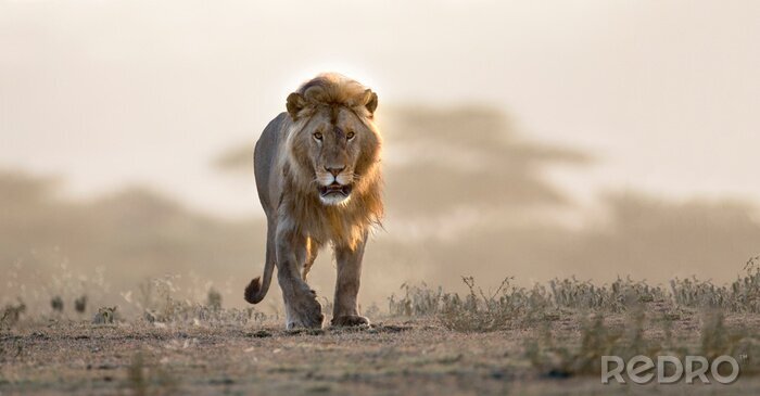 Poster Wandernder Löwe auf einer afrikanischen Safari