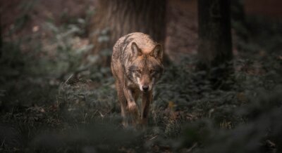 Wandernder Wolf inmitten der Natur