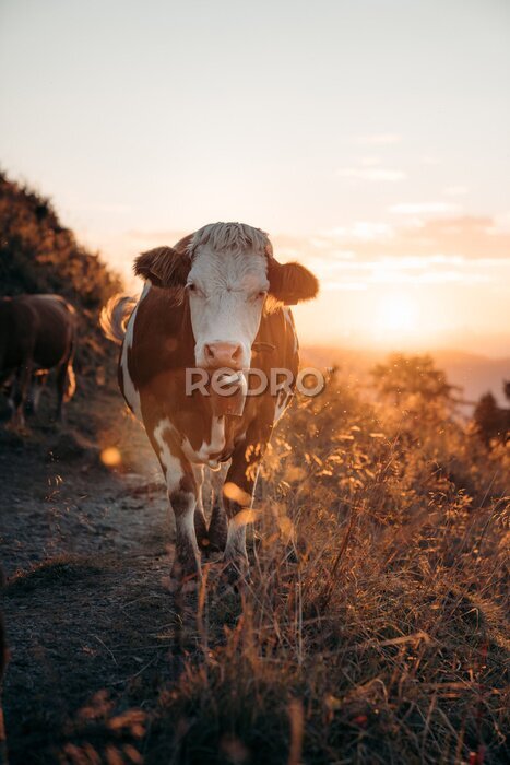 Poster Wanderndes Vieh bei Sonnenuntergang