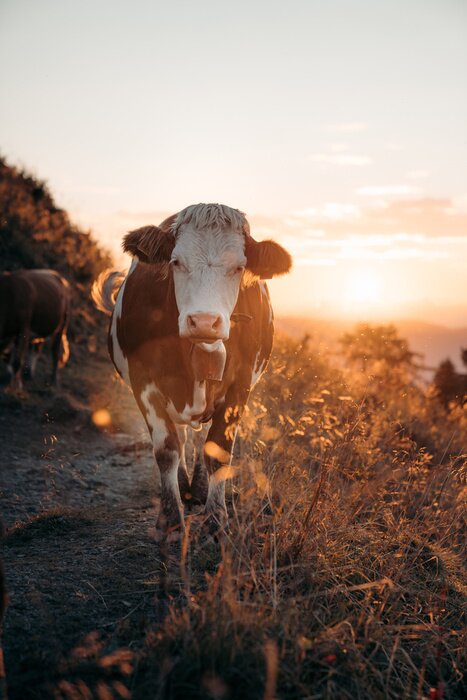 Poster Wanderndes Vieh bei Sonnenuntergang
