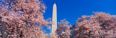 Washington und blühende Bäume im Frühling