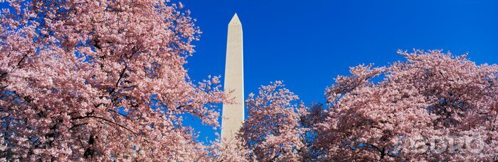 Poster Washington und blühende Bäume im Frühling