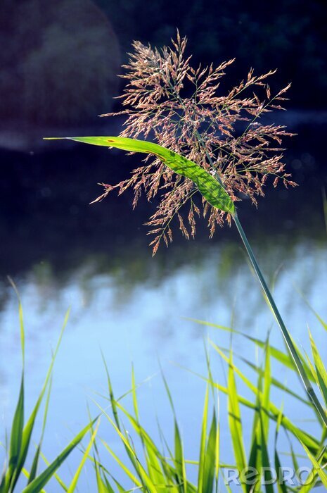 Poster Wasserpflanzen in der Sonne