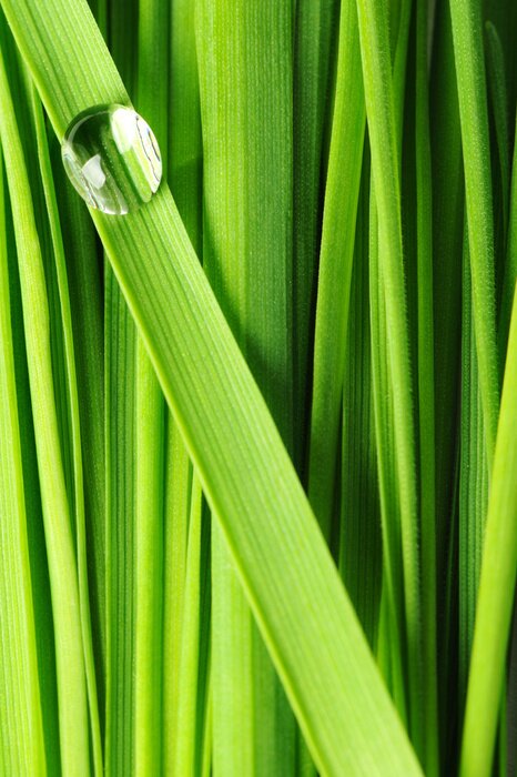 Poster Wassertropfen auf dickem Gras