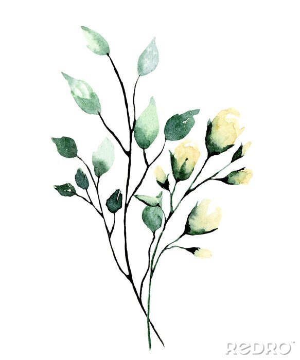 Poster Watercolor branch with green leaves and flowers roses. Hand painting floral illustration. Leaf, plant isolated on white background. 