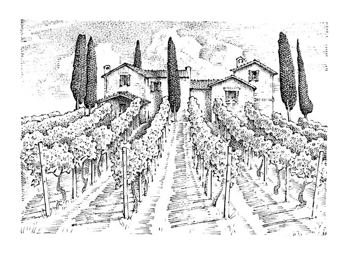 Poster Weinberg in der Toskana auf Skizze